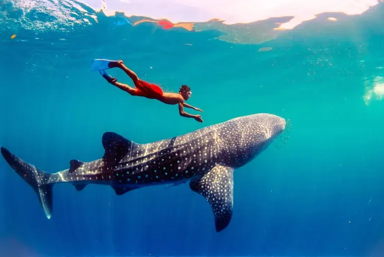A whale shark swimming beneath a snorkeller in clear blue water