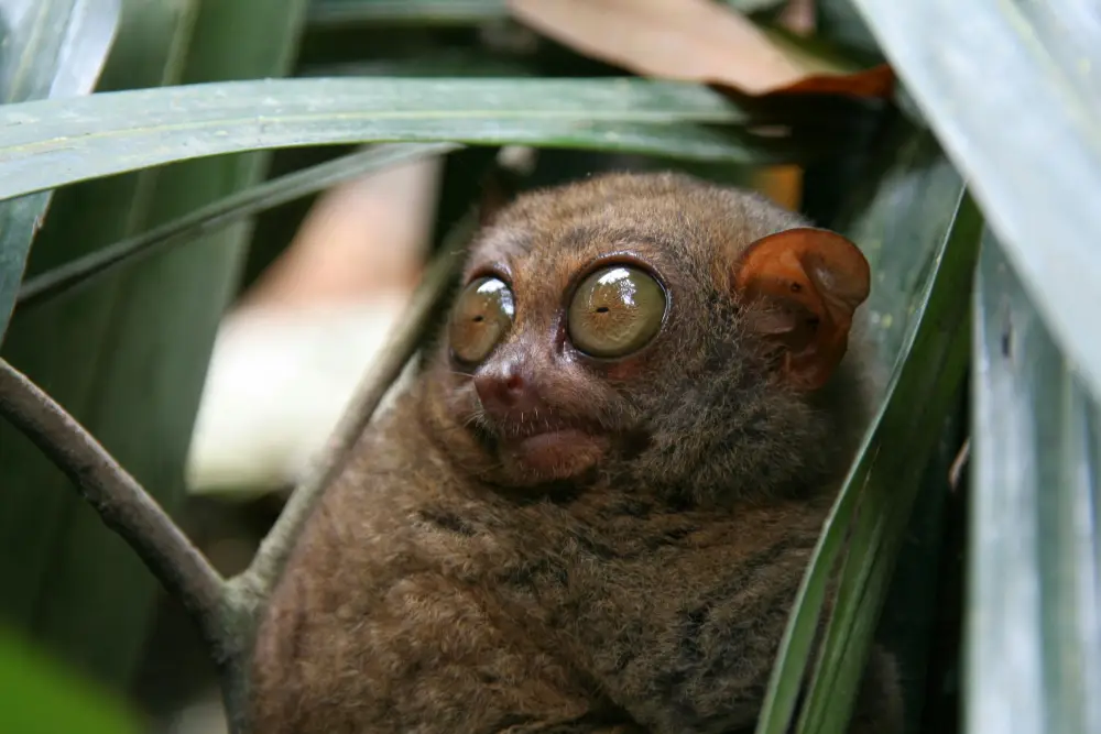 A Philippine tarsier resting on a branch